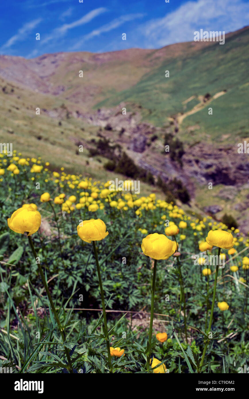 Globe Flowers; Trollius europaeus; Collado de la Cuasta; Pyrenees; Spain Stock Photo
