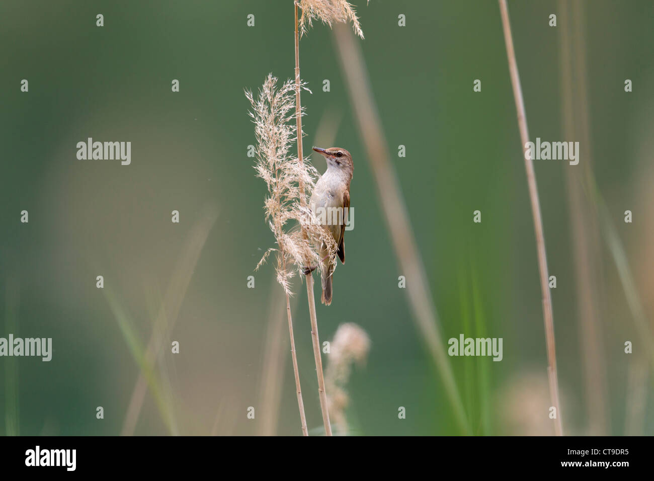 Great Reed Warbler; Acrocephalus arundinaceus; on reed; Spain Stock