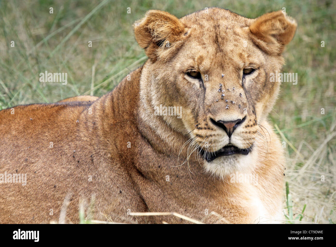 A young WILD female Lion rests in the grass keeping an ever-watchful gaze in the Masai Mara, Kenya, Africa. Stock Photo