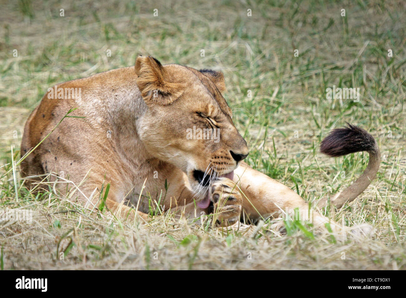 A young WILD female Lion rests in the grass and cleans her fur in the Masai Mara, Kenya, Africa. Stock Photo