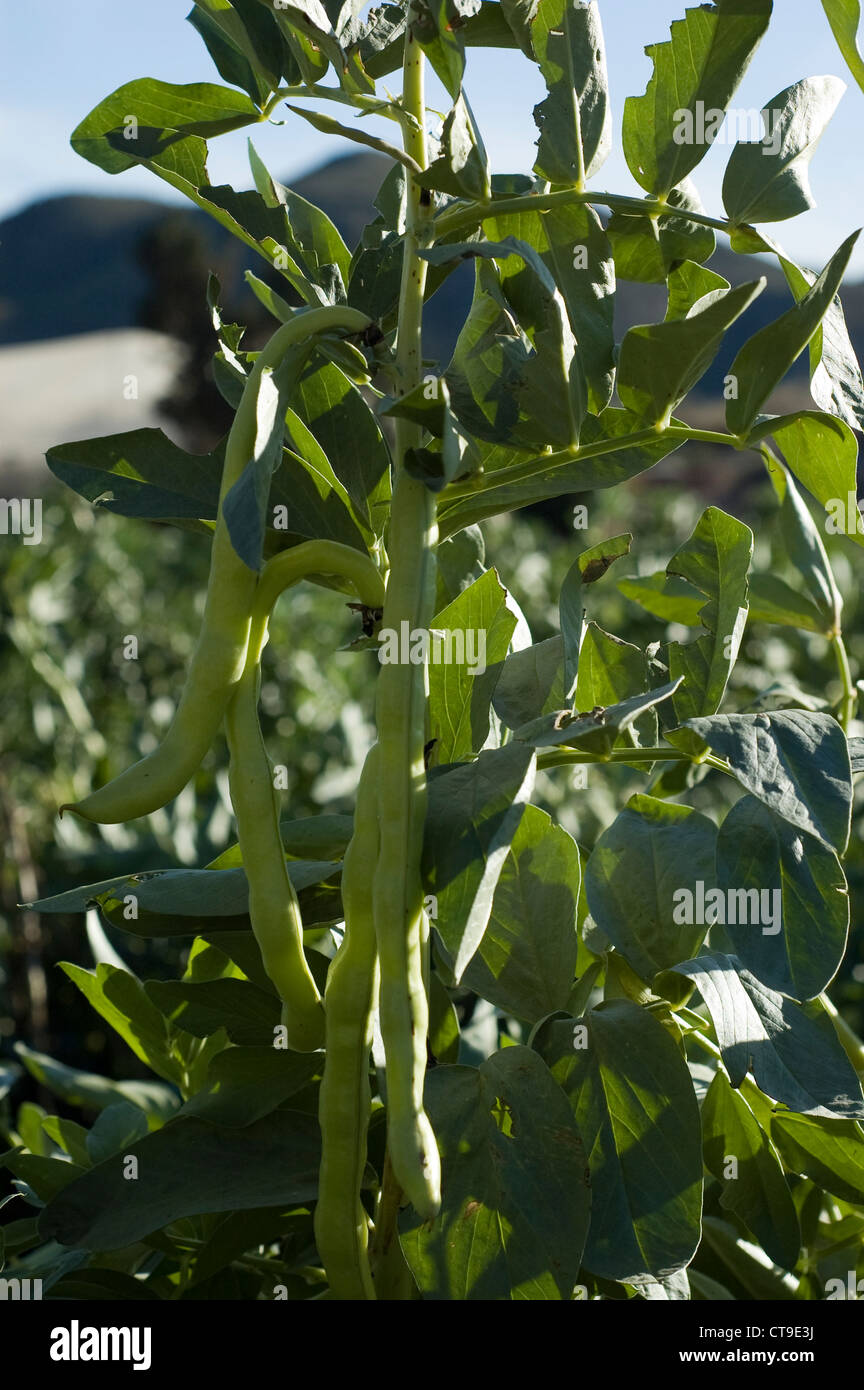 Farm field in Pastrana, Mazarron, Provence of Murcia, Spain growing broad beans Stock Photo