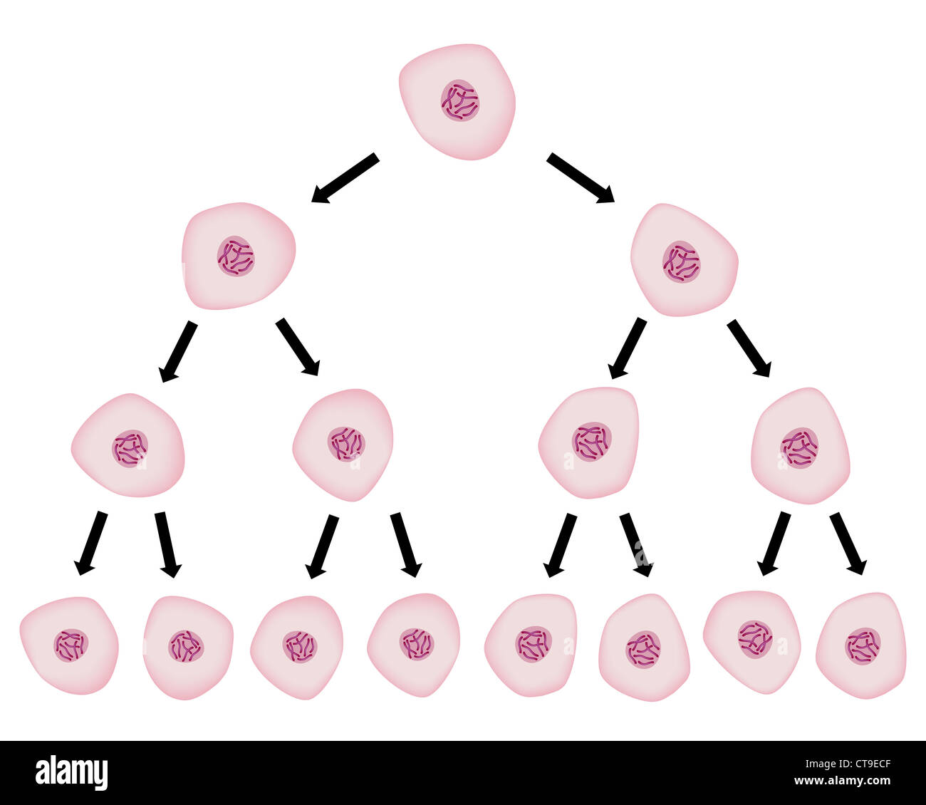res stock photography and images Biology Diagrams