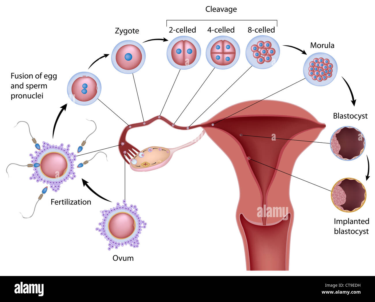 fertilization diagram