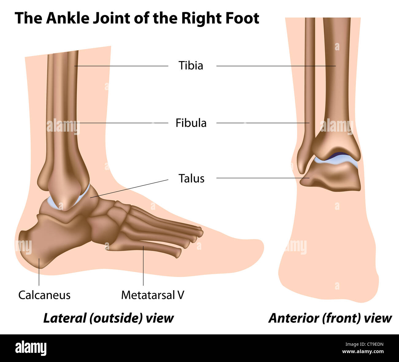 Ankle rotation hi-res stock photography and images - Alamy