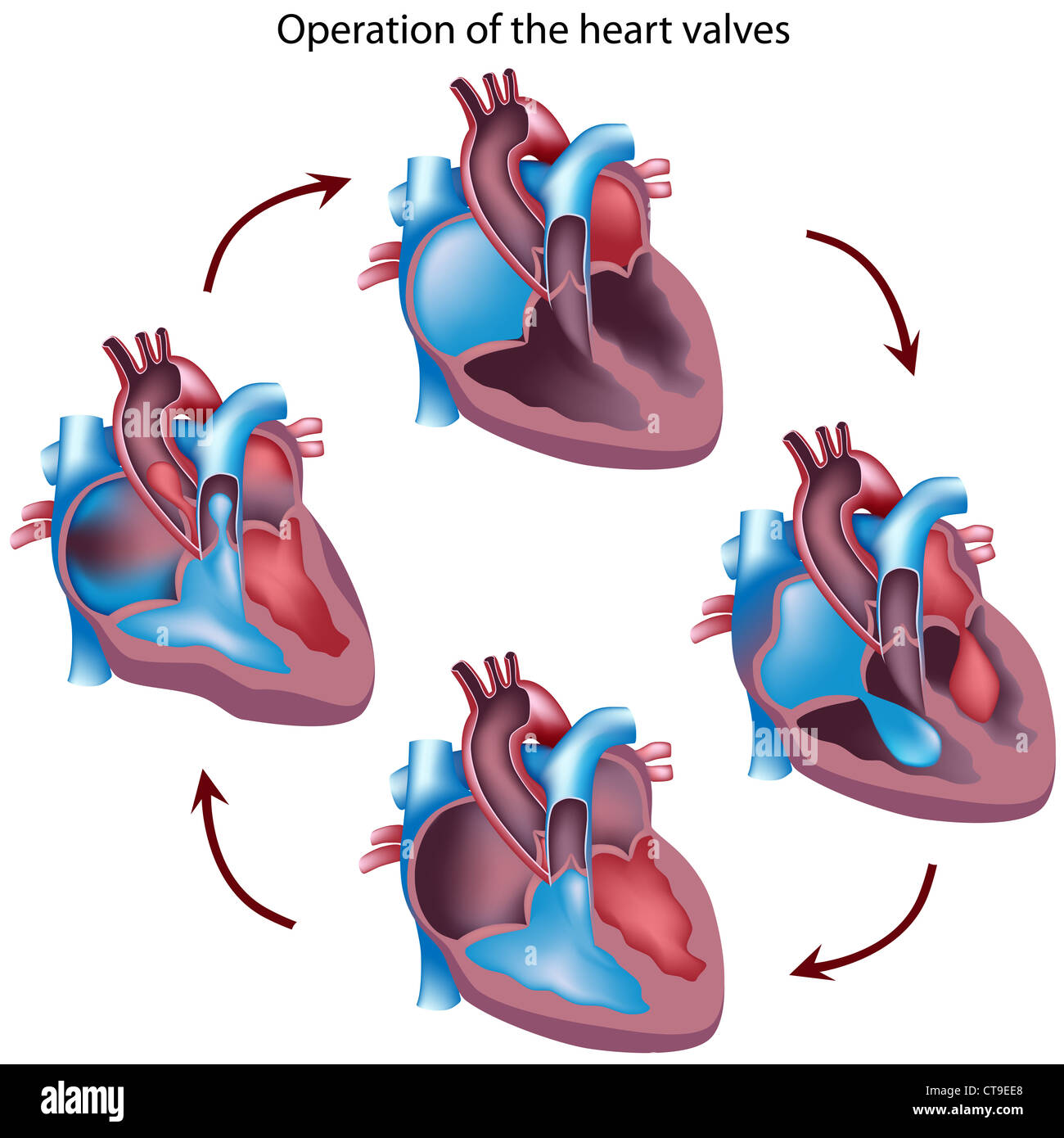 Cardiac Cycle Valves