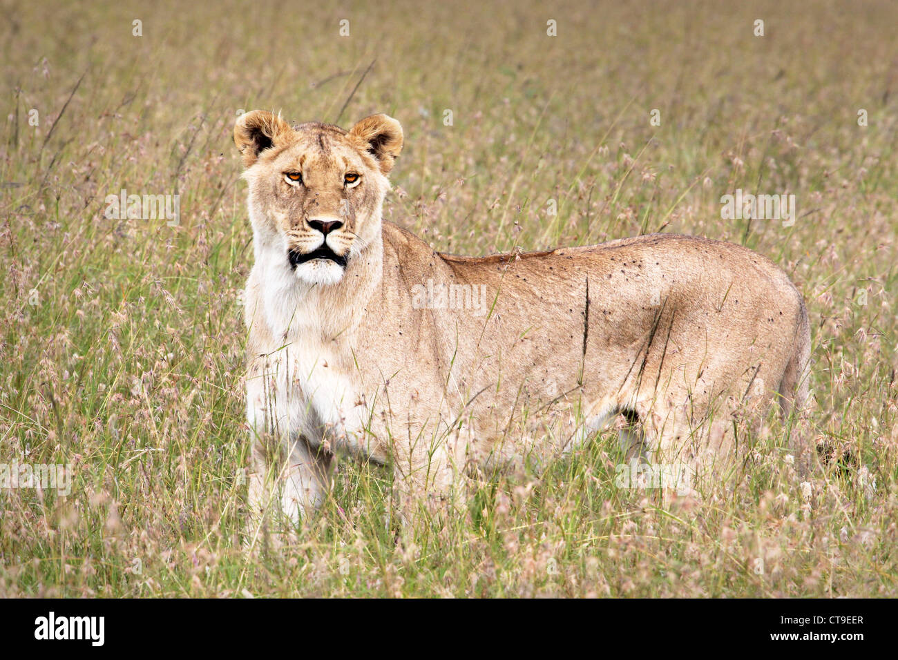 A WILD female Lion stalks in the grass keeping an ever-watchful gaze in the Masai Mara, Kenya, Africa. Stock Photo