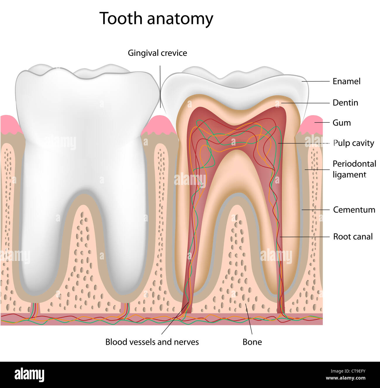 Tooth Anatomy Periodontal Ligament