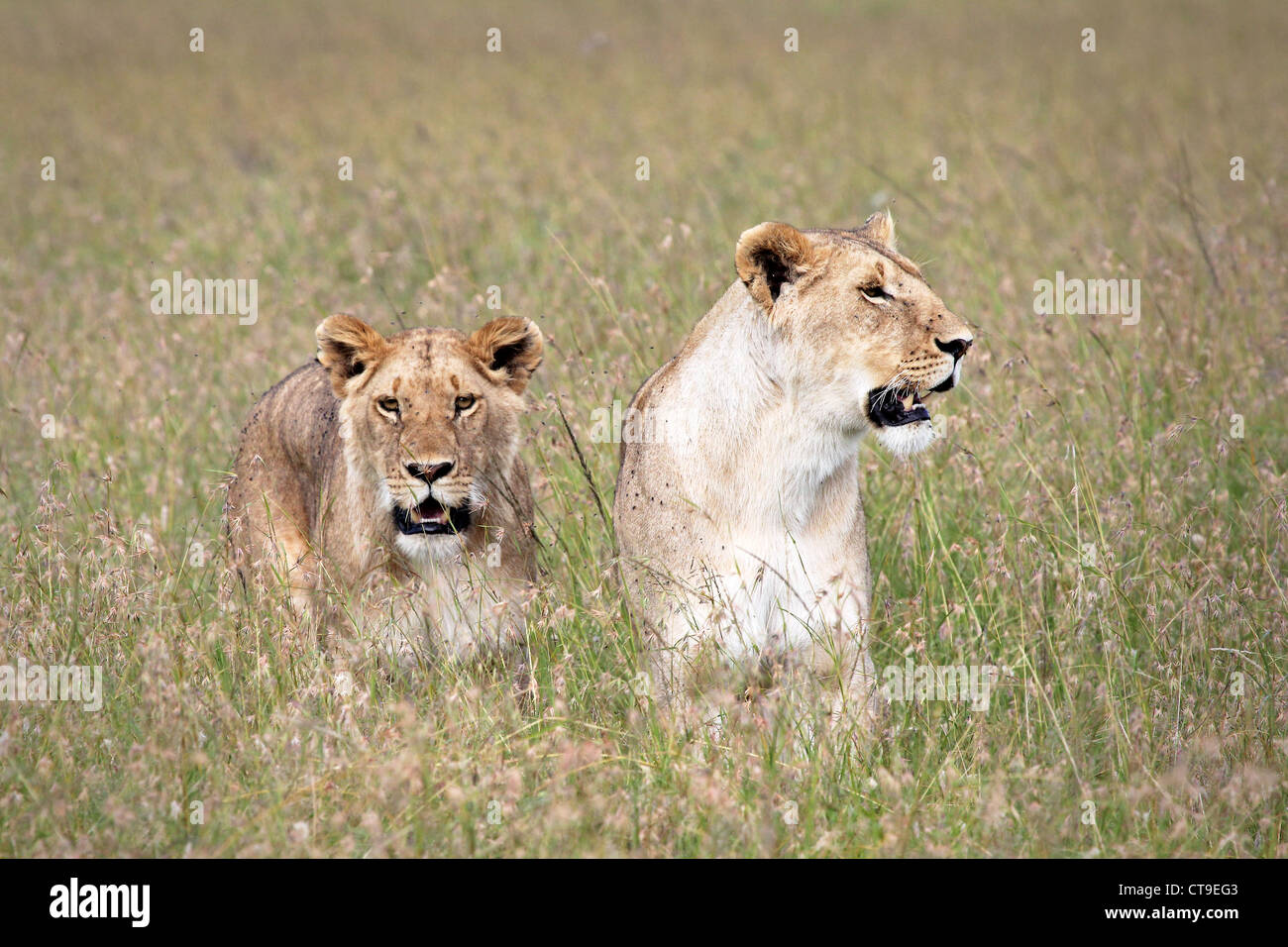 A pair of WILD female Lions stalk in the grass keeping an ever-watchful gaze in the Masai Mara, Kenya, Africa. Stock Photo