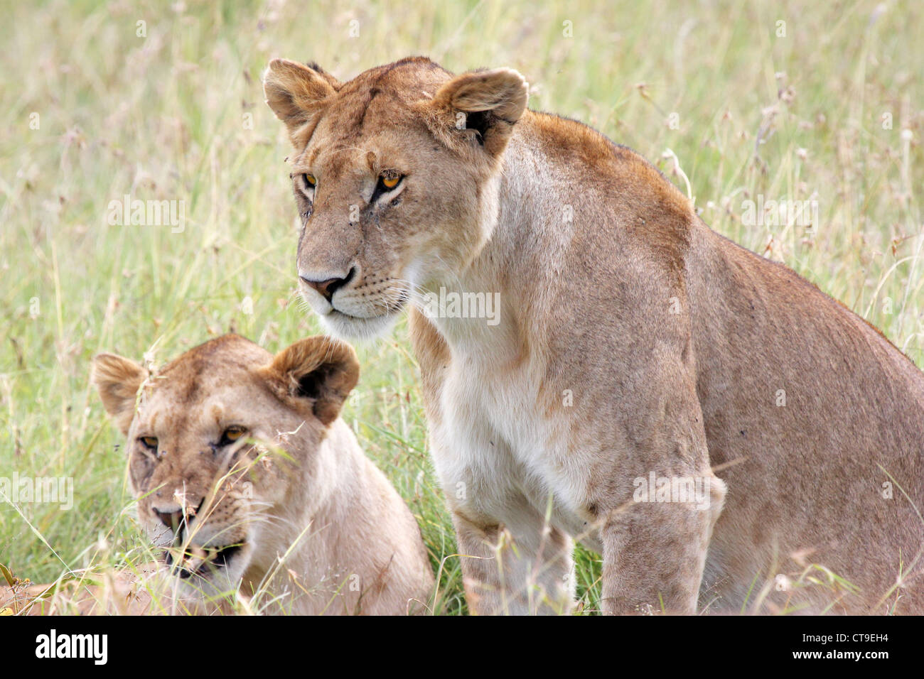 A pair of WILD female Lions rest in the grass keeping an ever-watchful gaze in the Masai Mara, Kenya, Africa. Stock Photo