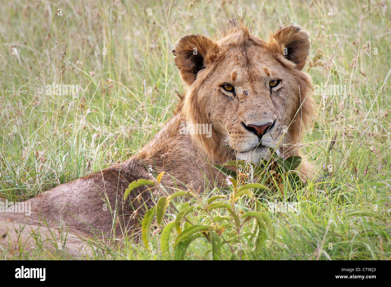 A young WILD male Lion rests in the grass keeping an ever-watchful gaze in the Masai Mara, Kenya, Africa. Stock Photo