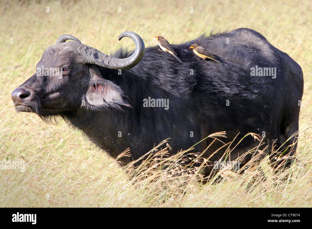 A WILD African Buffalo with cleaner birds on its back (symbiotic relationship--they remove parasites) in the Masai Mara, Kenya. Stock Photo