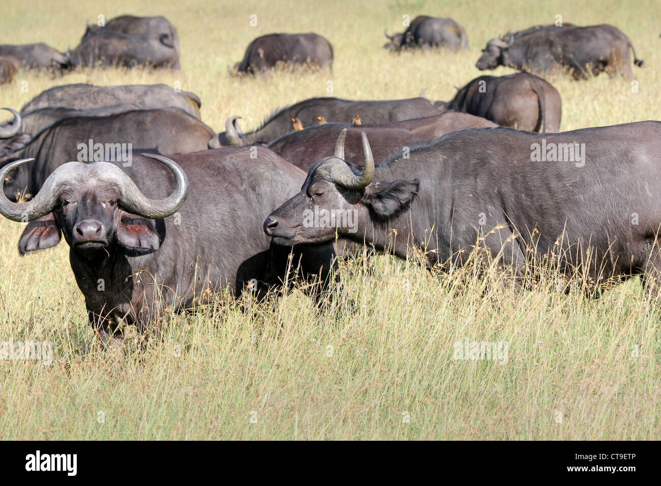 A WILD herd of African Buffalo in the Masai Mara, Kenya, Africa. Stock Photo