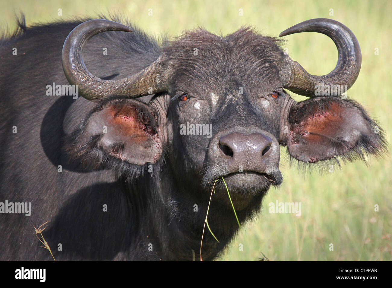 A WILD African Buffalo stares down and intimidates the photographer in the Masai Mara, Kenya, Africa. Stock Photo