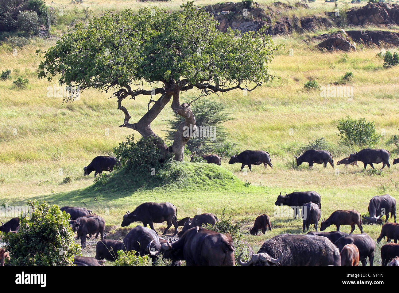 A WILD herd of African Buffalo migrate at the Masai Mara, Kenya, Africa. Stock Photo