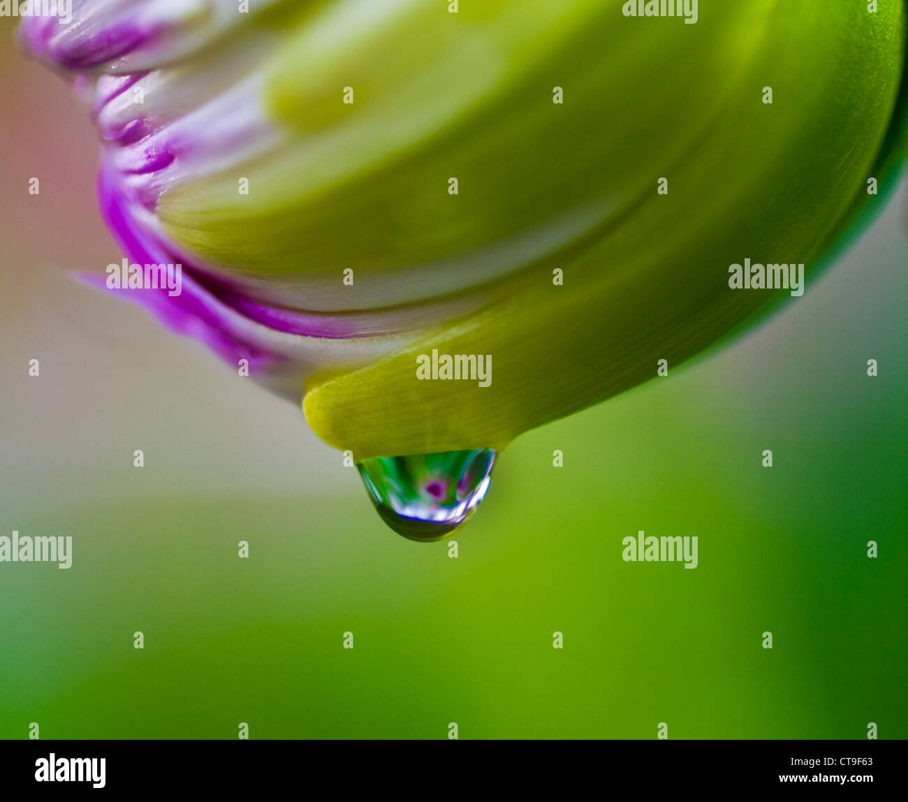 Dahlia Bud with the raindrop about to fall Stock Photo