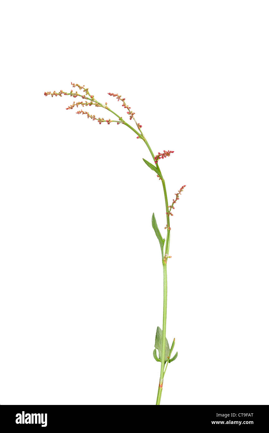 Sorrel (Rumex acetosella) Stock Photo
