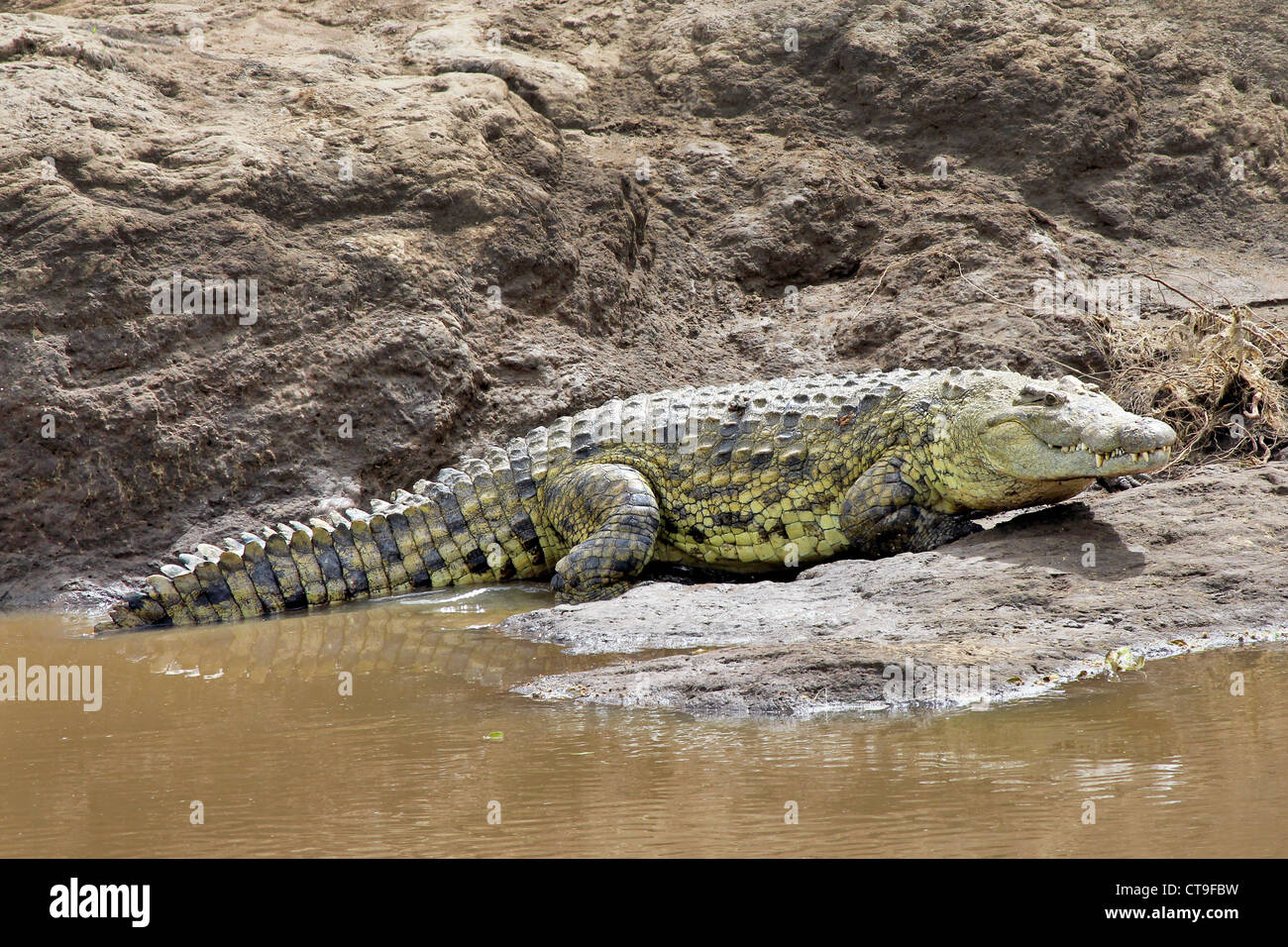 A WILD Nile Crocodile or Common Crocodile (Crocodylus niloticus) basking on the banks of the Mara River in Kenya, Africa. Stock Photo