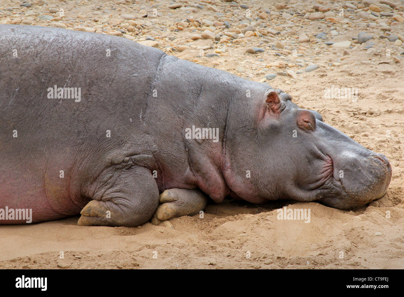 A WILD Hippopotamus Sleeps on the Bank of the Mara River in the Masai Mara, Kenya, Africa. Stock Photo