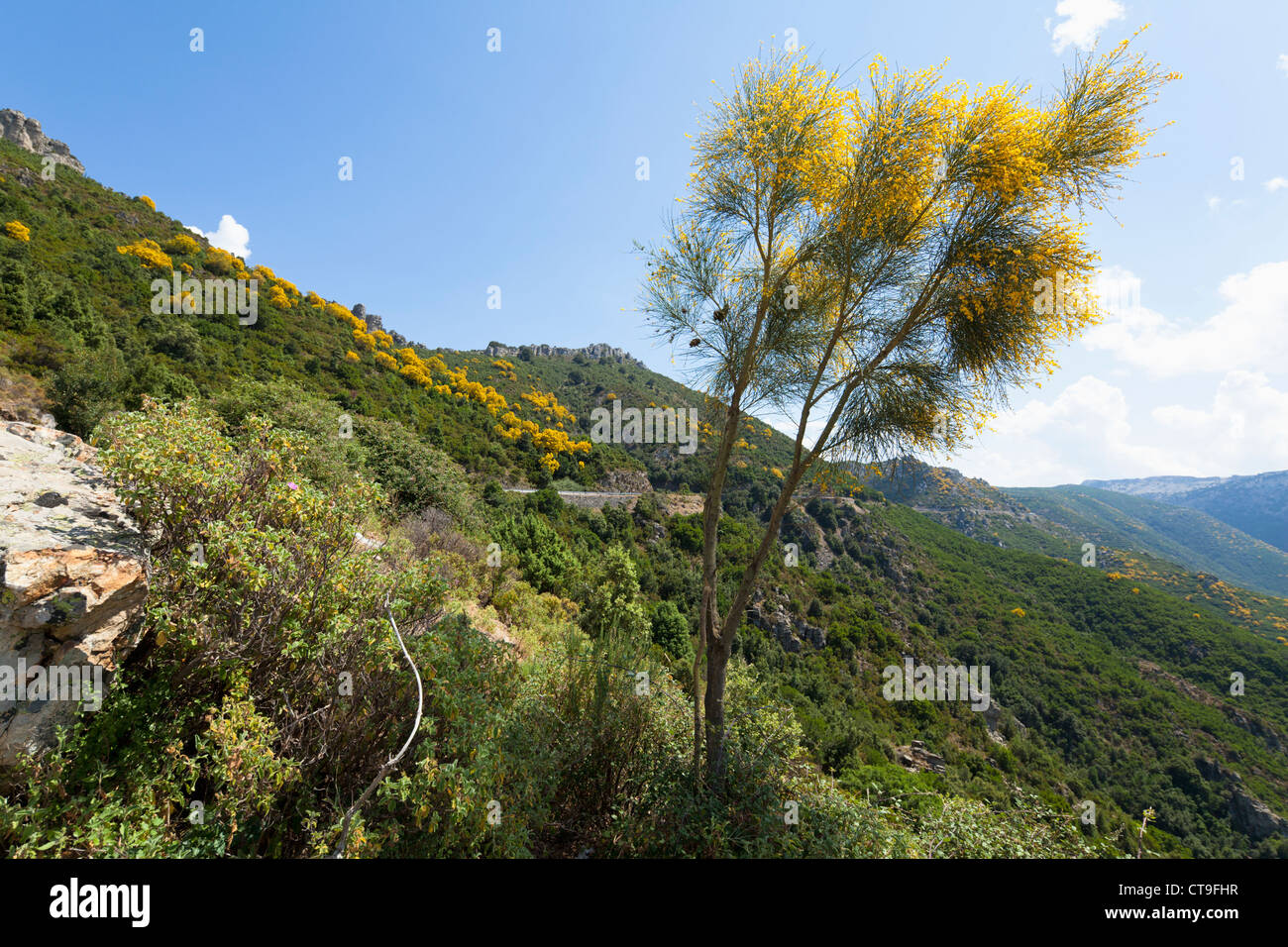 Single gorse bush in the vegetation of Supramonte mountains Stock Photo