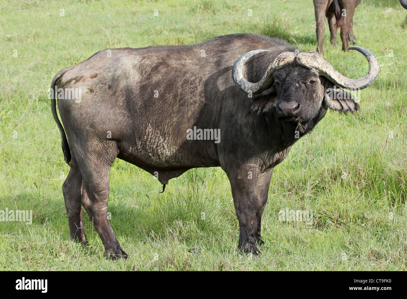 A WILD African Buffalo watches closely Lake Nakuru, Kenya, Africa. Stock Photo