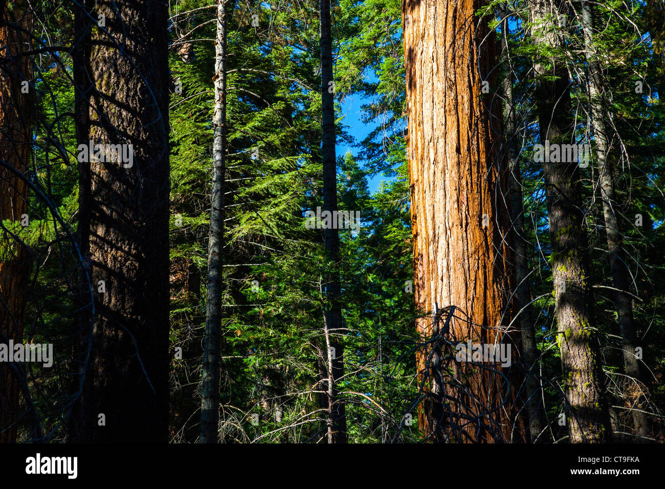 Mariposa Grove of Giant Sequoias, Yosemite National Park, CA, USA Stock Photo