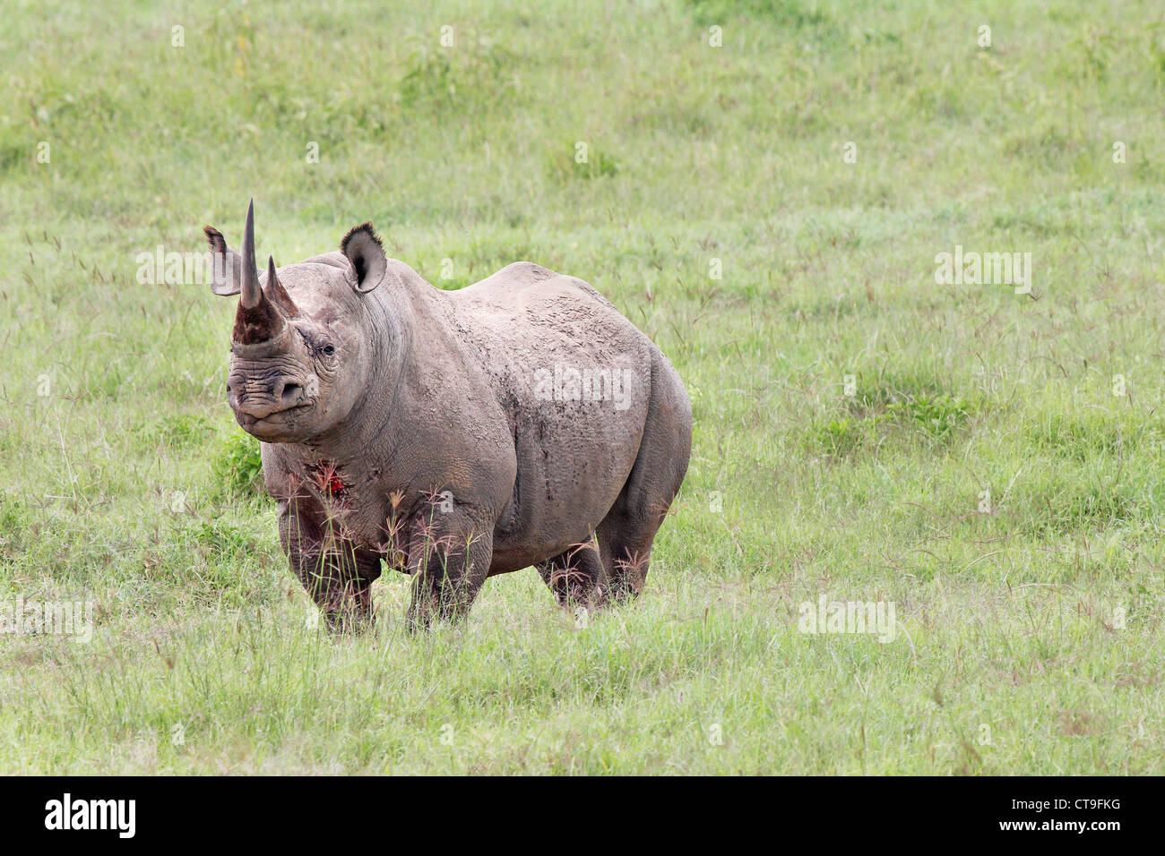 The Black Rhinoceros (Diceros bicornis) is the most endangered animal in Africa. Seen here after a BLOODY fight in Kenya. Stock Photo