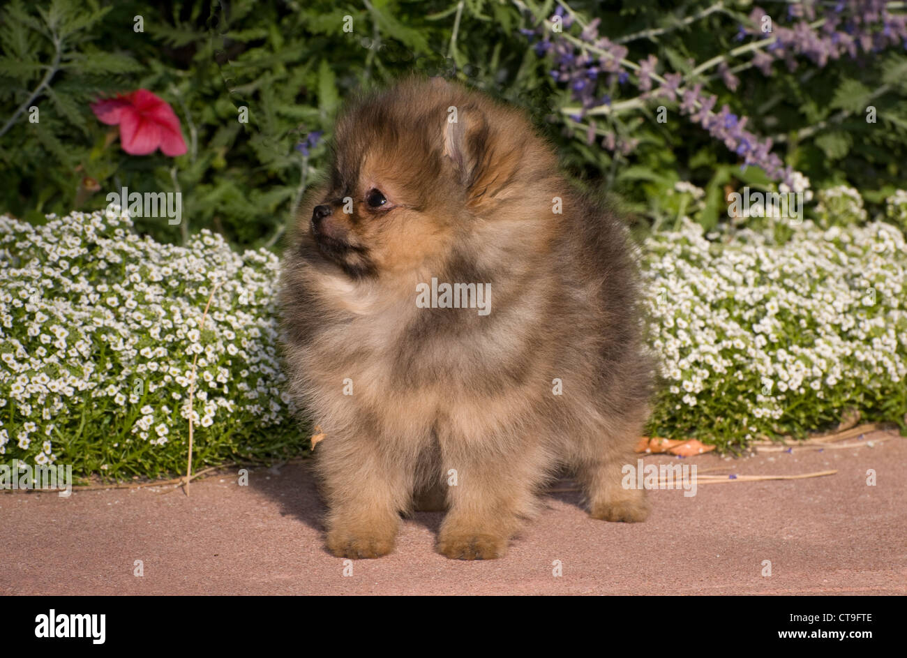 Pomeranian puppy standing in front of flowers Stock Photo