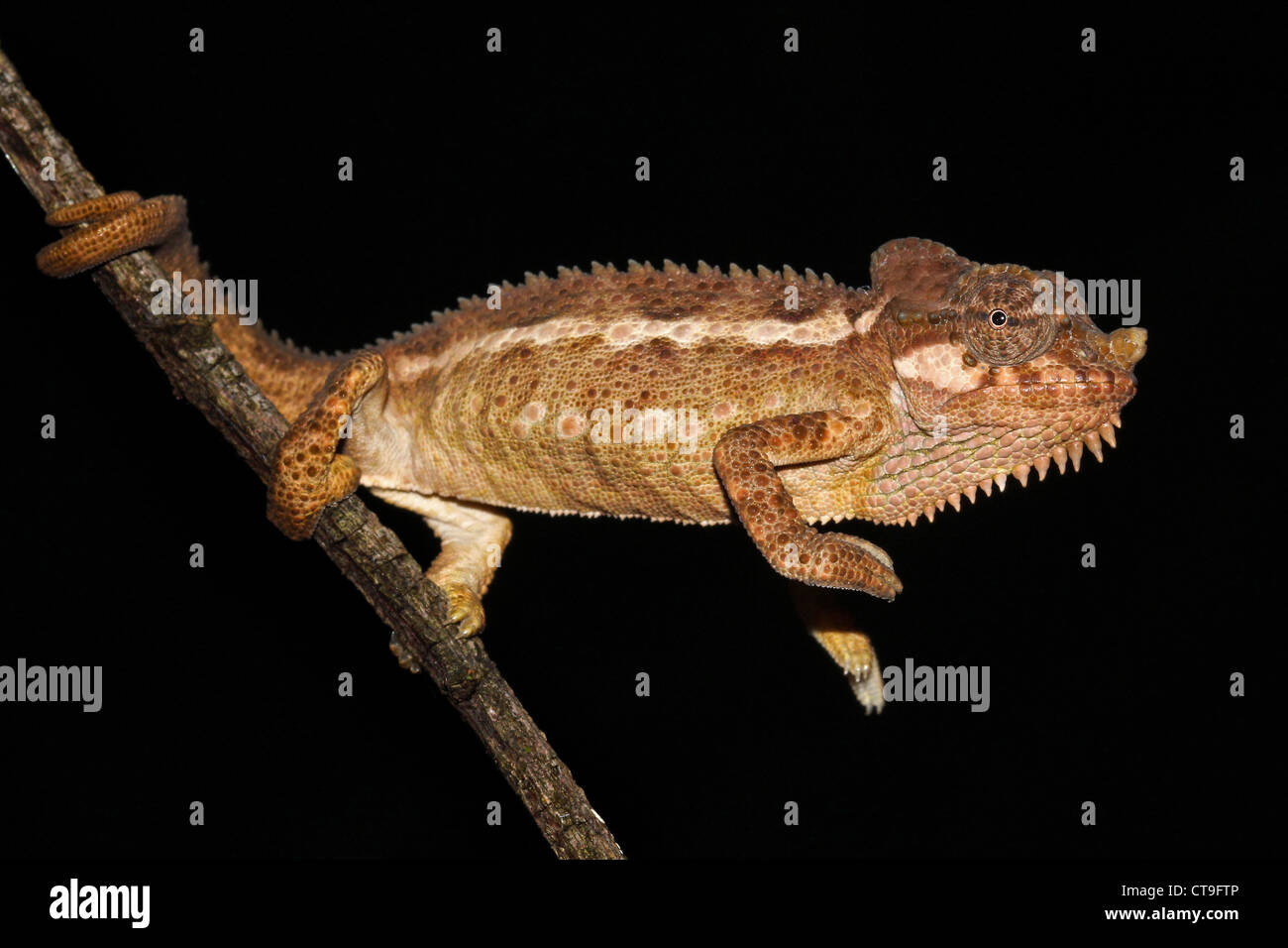 A beautifully vibrant WILD Helmeted Chameleon in Kenya, Africa. Isolated on black with plenty of space for text. Stock Photo