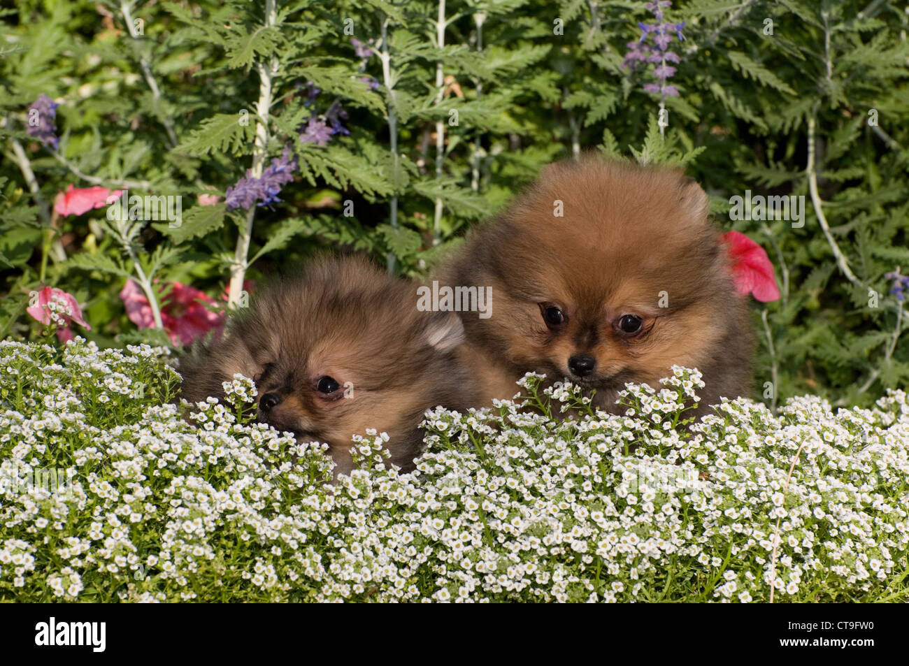 Two Pomeranian puppies in flowers Stock Photo