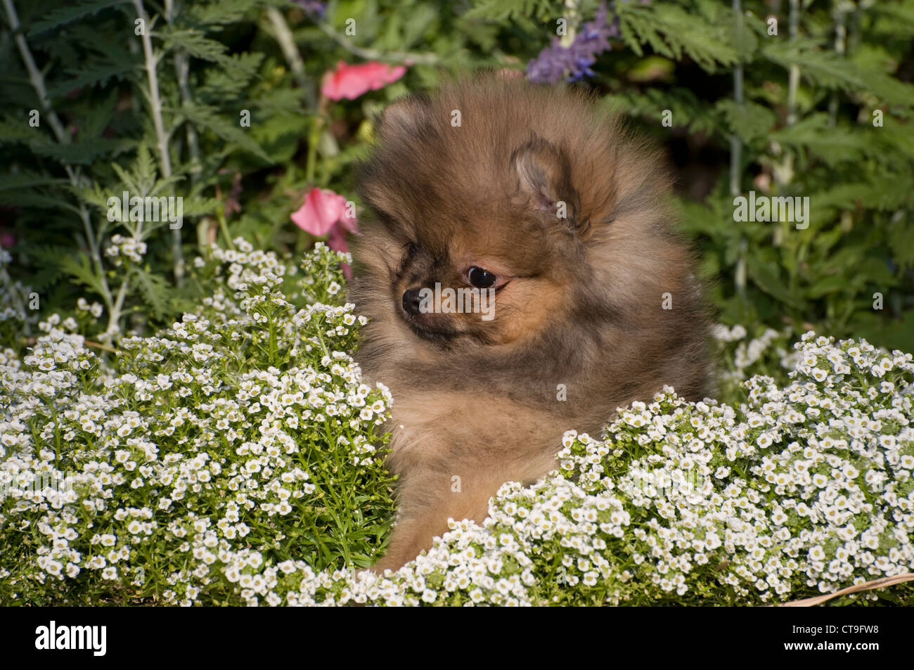 Pomeranian puppy in flowers Stock Photo