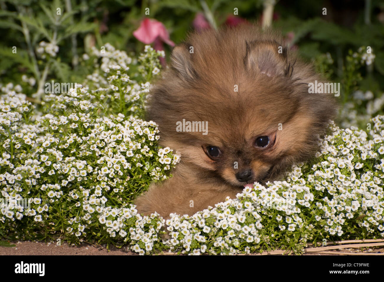 Pomeranian puppy sniffing flowers Stock Photo