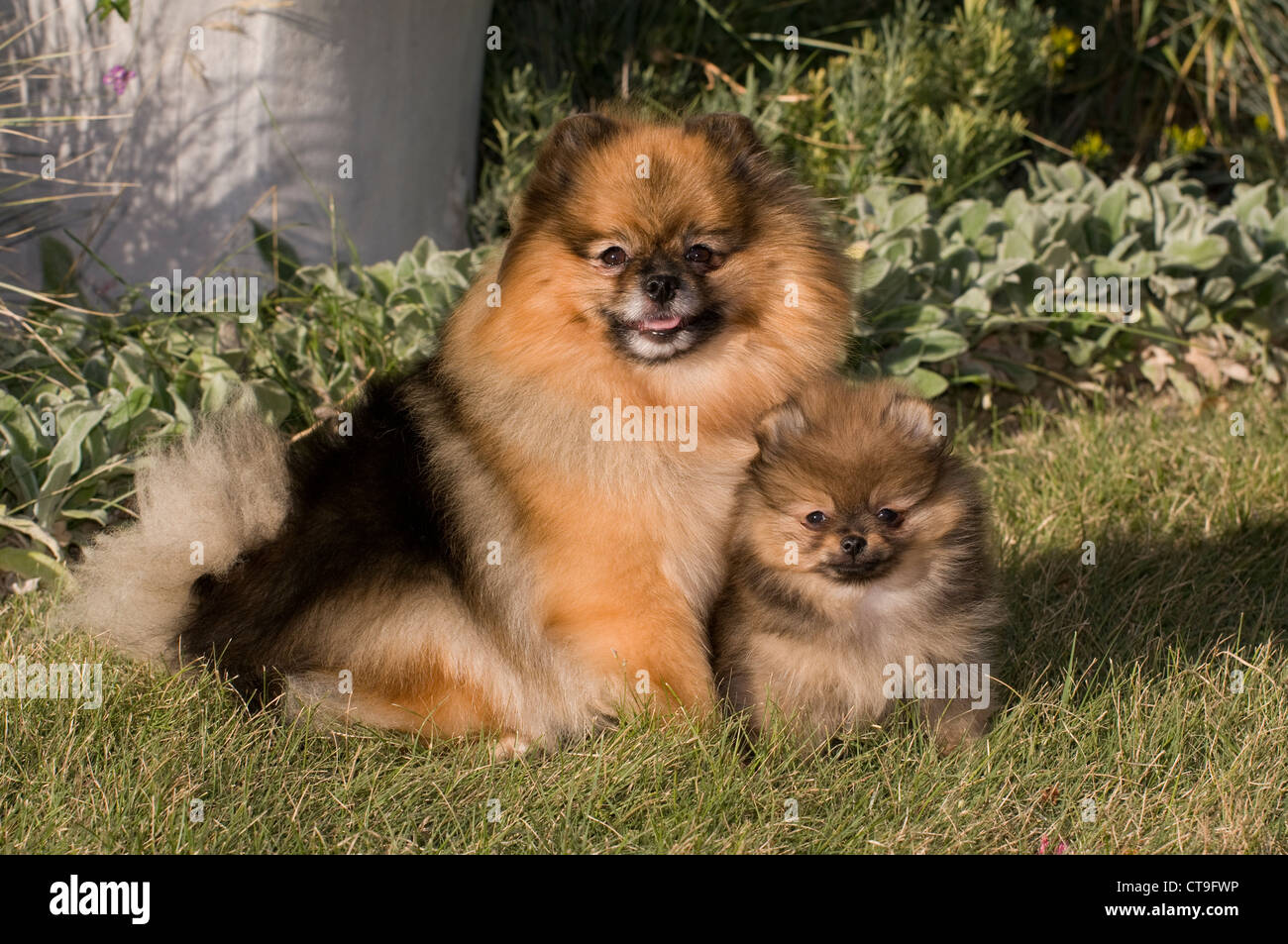 Pomeranian and puppy Stock Photo