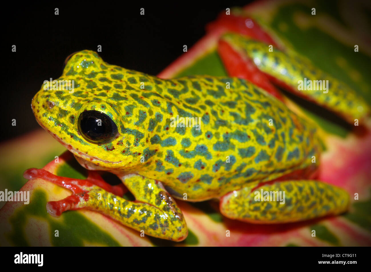 Vibrant wild common reed frog hires stock photography and images Alamy