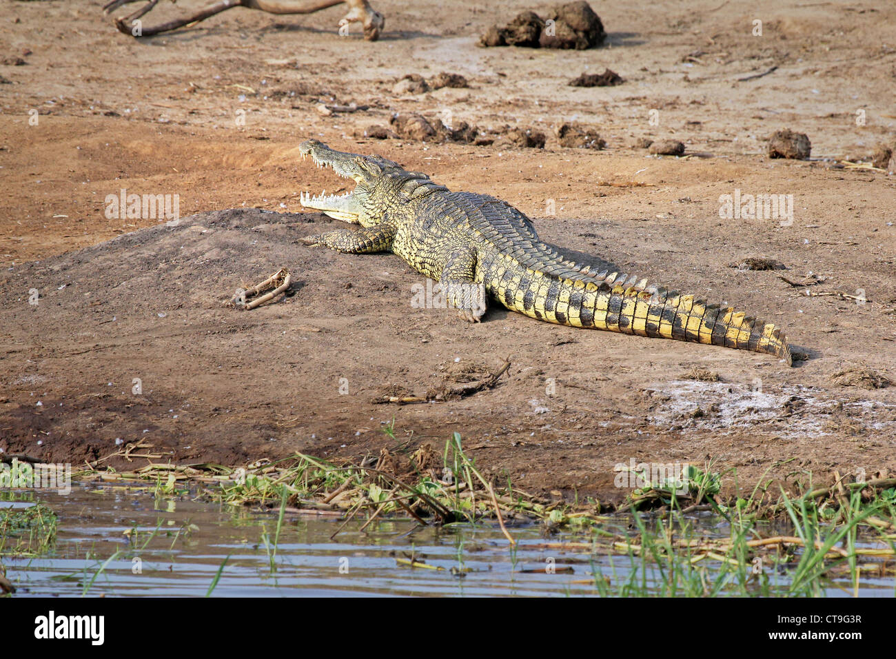 A WILD Nile Crocodile or Common Crocodile (Crocodylus niloticus) basking on the banks of the Kazinga Channel in Uganda, Africa. Stock Photo