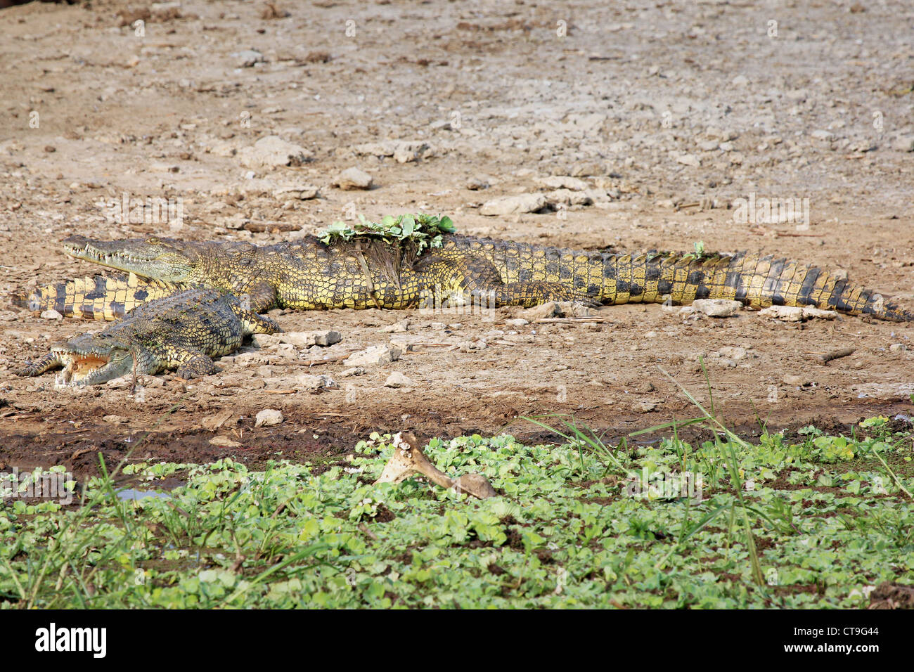 WILD Nile Crocodiles or Common Crocodiles (Crocodylus niloticus) basking on the banks of the Kazinga Channel in Uganda, Africa. Stock Photo