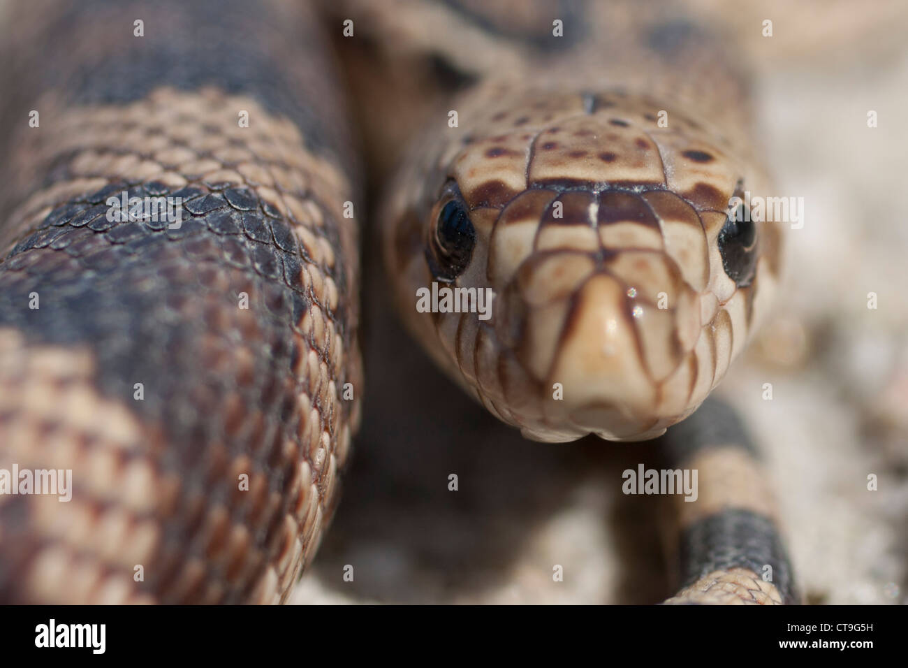closeup of a neonate northern pine snake (Pituophis m. melanoleucus