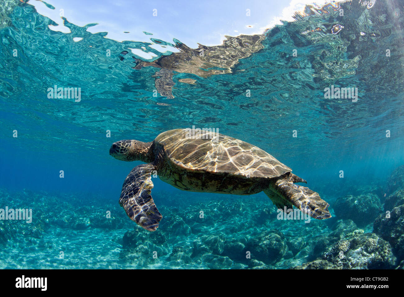 Green sea turtle at Lahaina, Maui, Hawaii. Stock Photo
