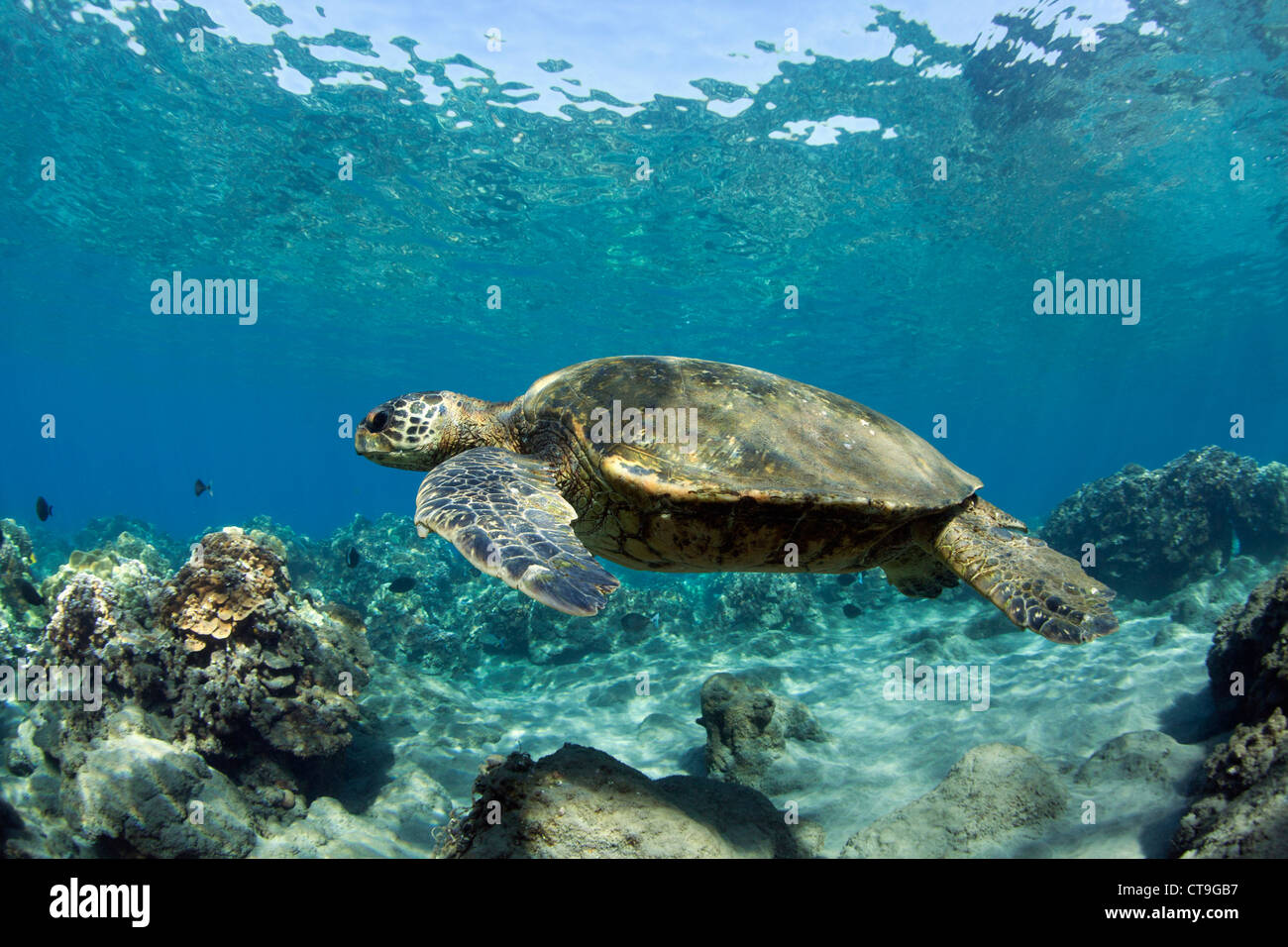 Green sea turtle at Lahaina, Maui, Hawaii. Stock Photo
