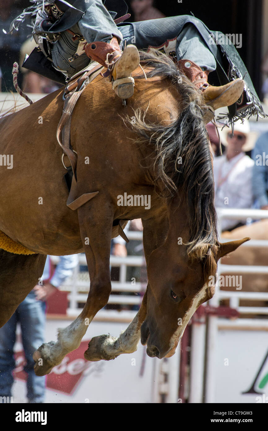 Bareback event at the Calgary Stampede Rodeo Stock Photo - Alamy