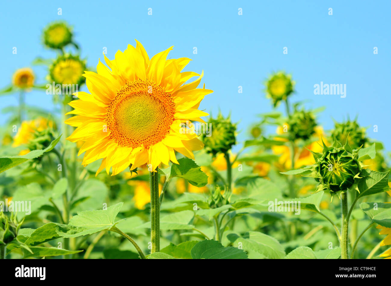 Field of sunflowers at the blue sky Stock Photo - Alamy