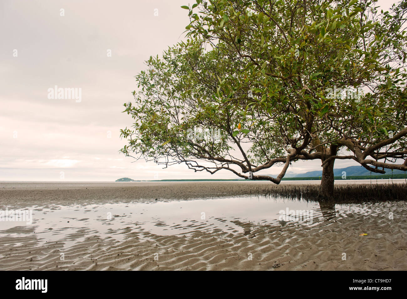 A single big mangroves grows in the vast mudflats of Cooya Beach in Far