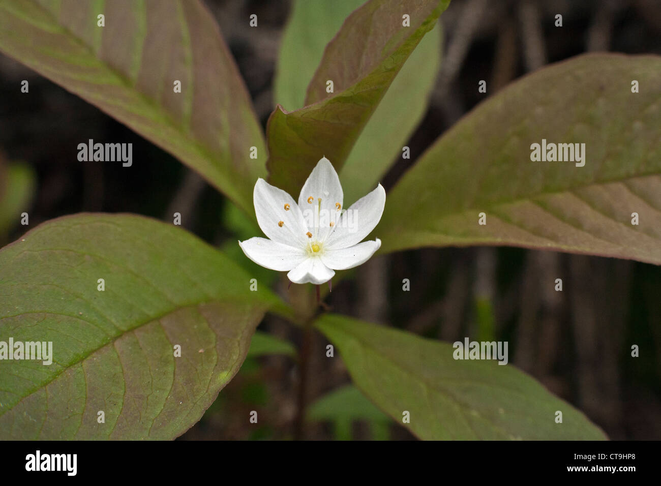 Trientalis europaea Chickweed Wintergreen flower or Arctic starflower in close up Stock Photo