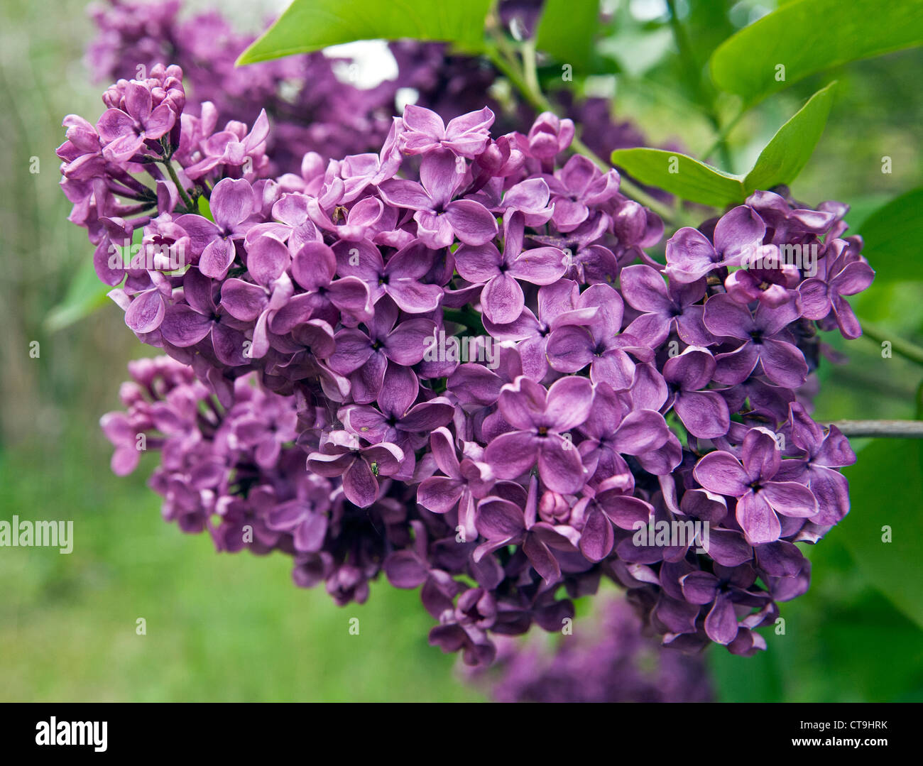 Common lilac Syringa vulgaris flower in closeup Stock Photo