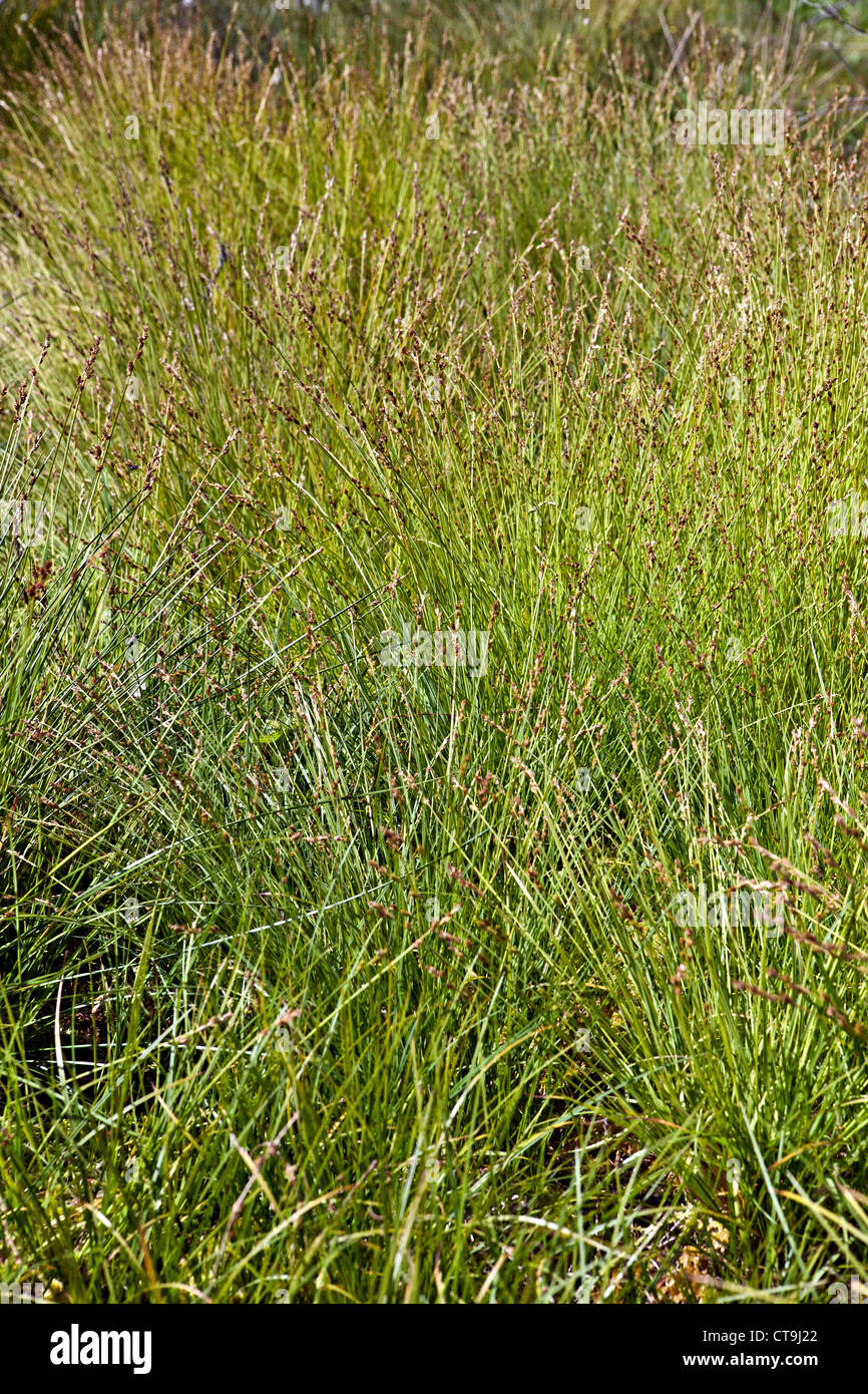 Carex canescens L. (syn. C. cinerea Poll.; C. curta Gooden.) in Kemeru National Park Latvia Stock Photo