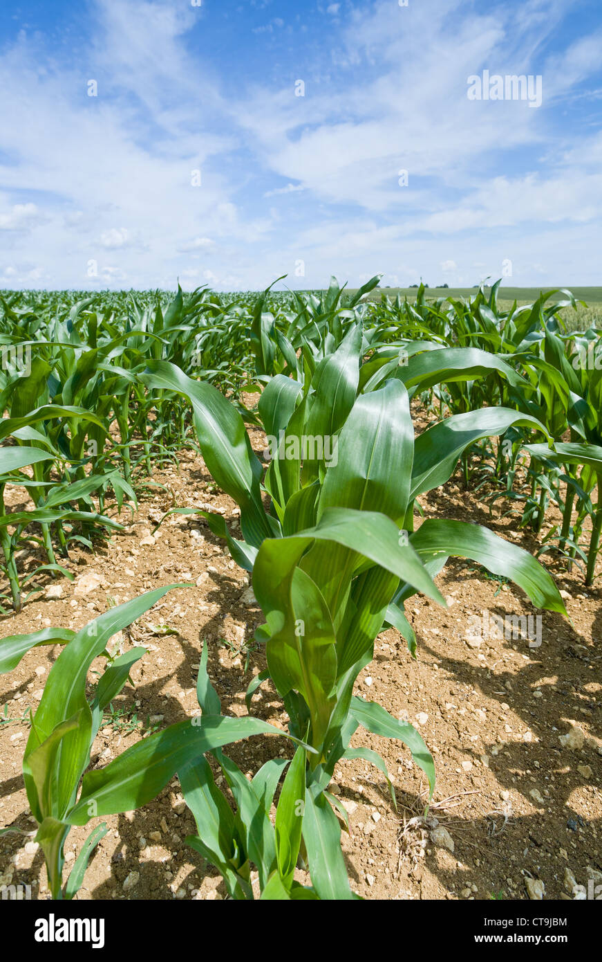 corn field under blue sky in France Stock Photo