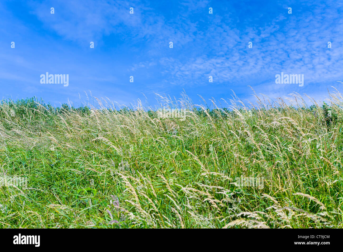 blue sky and spicate grass in summer day Stock Photo - Alamy