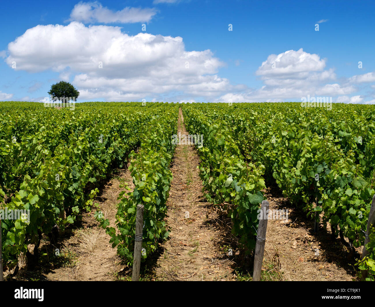 A view over a St Amour vineyard in the Beaujolais, France Stock Photo