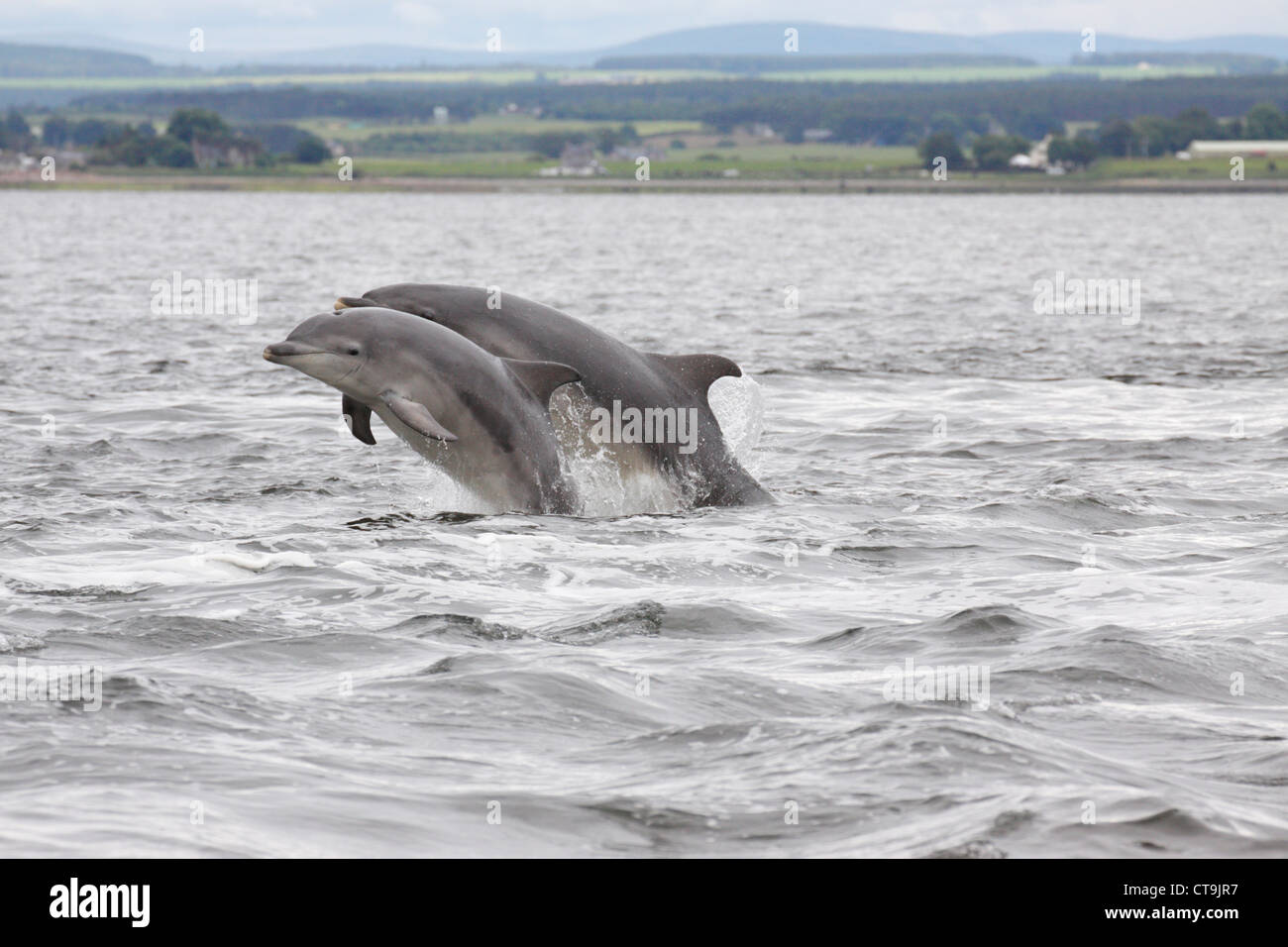 Bottlenose dolphins (Tursiops truncatus), mother and calf leaping, jumping, Chanonry Point, Moray Firth, Scotland, UK Stock Photo