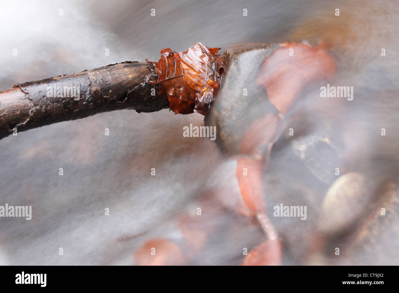 Detail of a branch and autumn leaves in streaming water, Highlands, Scotland, UK Stock Photo