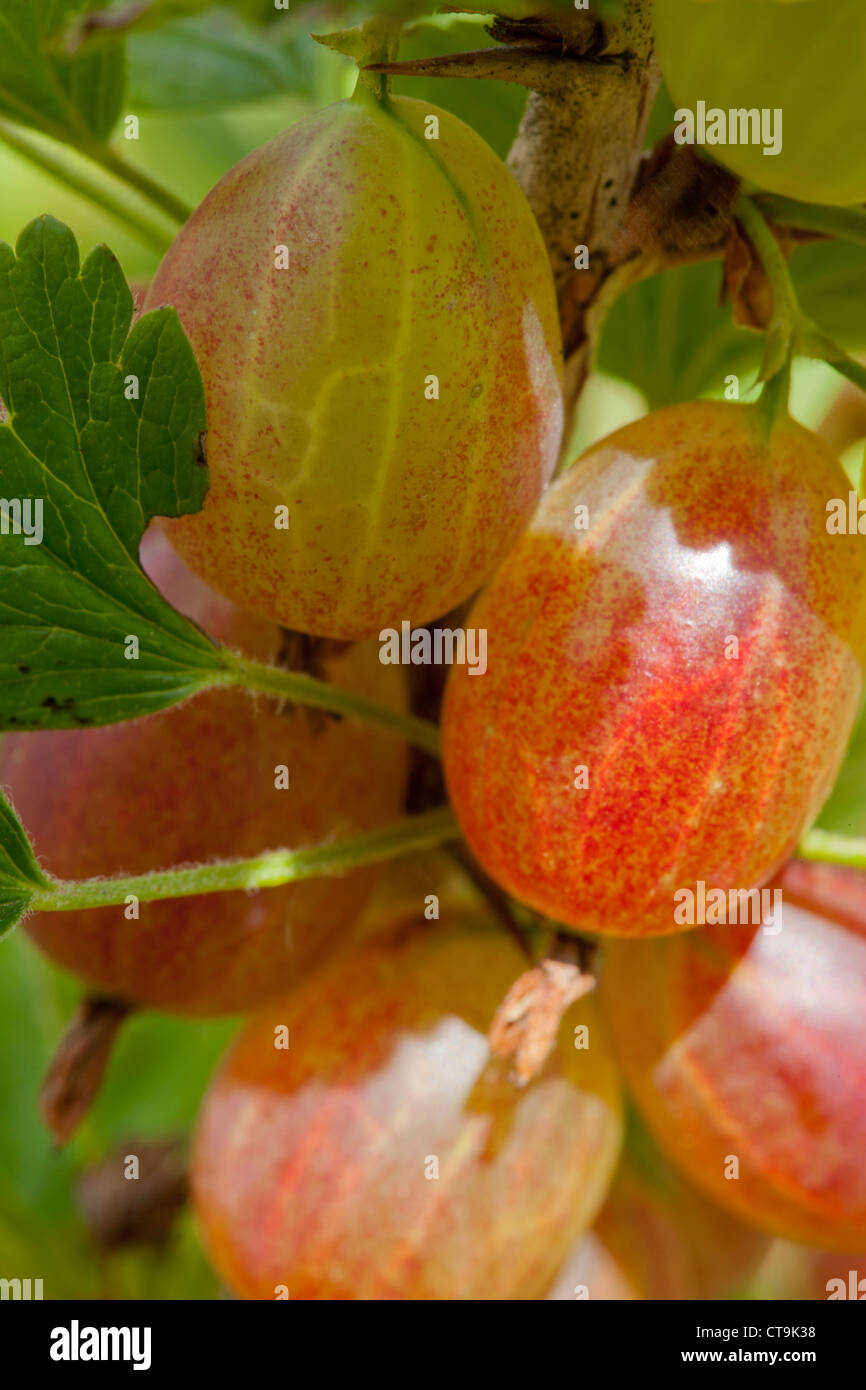Gooseberries growing in early Summer Stock Photo Alamy